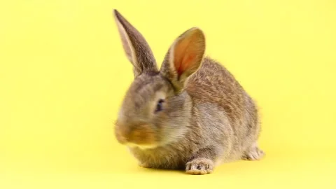 A small fluffy calm brown Easter bunny sitting on a pastel yellow background Stock Footage 148404565