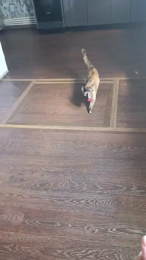 A small fluffy cat is playing with a ball at home. The concept of friendship wit Stock Footage 307704378