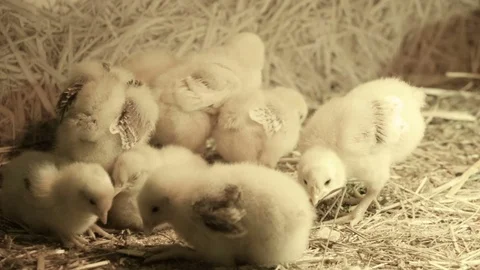Small fluffy chickens Stock Footage 78679909