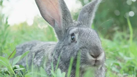 A small fluffy, cute gray rabbit on a green meadow in sunny weather. Easter Video stock 199948404