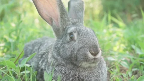 A small fluffy, cute gray rabbit on a green meadow in sunny weather. Easter Stock Footage 200237370