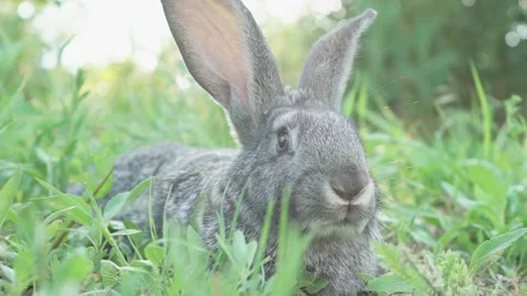 A small fluffy, cute gray rabbit on a green meadow in sunny weather. Easter Stock Footage 200692772