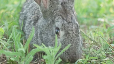 A small fluffy, cute gray rabbit on a green meadow in sunny weather. Easter Stock Footage 200994608