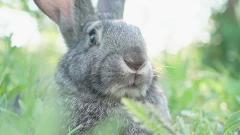 A small fluffy, cute gray rabbit on a green meadow in sunny weather. Easter Video stock 201487442