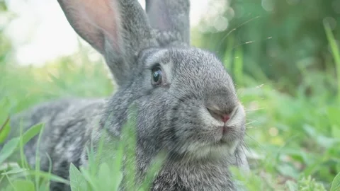A small fluffy, cute gray rabbit on a green meadow in sunny weather. Easter Stock Footage 201487660