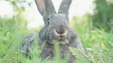 A small fluffy, cute gray rabbit on a green meadow in sunny weather. Easter Stock Footage 201909041