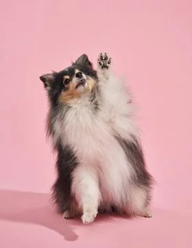 Small fluffy dog balancing on back legs Stock Photos