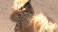 Small Fluffy Dog From Behind HD-videomateriaal