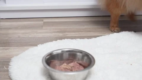 Small fluffy dog eats wet food from a metal bowl on a white rug indoors. Stock Footage 328178038