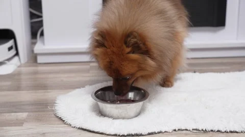 Small fluffy dog eats wet food from a metal bowl on a white rug. Stock Footage 328178241