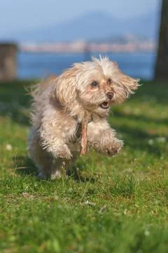 Small fluffy dog jumping playing outdoor with stick Stock Photos