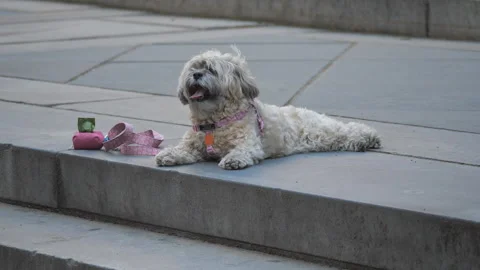 Small fluffy dog on a leash resting on a stone step in New York City. Stock Footage 327023472