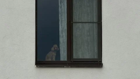 Small fluffy dog looking out through a dark-framed window of a modern beige 库存照片
