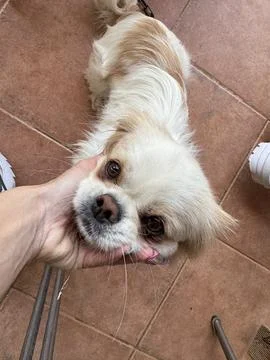 Small fluffy dog looking up while being gently held under the chin Stock Photos