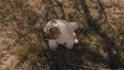 Small Fluffy Dog Playing and Rolling in Grass in Slow Motion Stock Footage 331654636