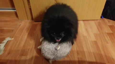 Small fluffy dog relaxing on plush toy in warm indoor environment Video stock 331977997