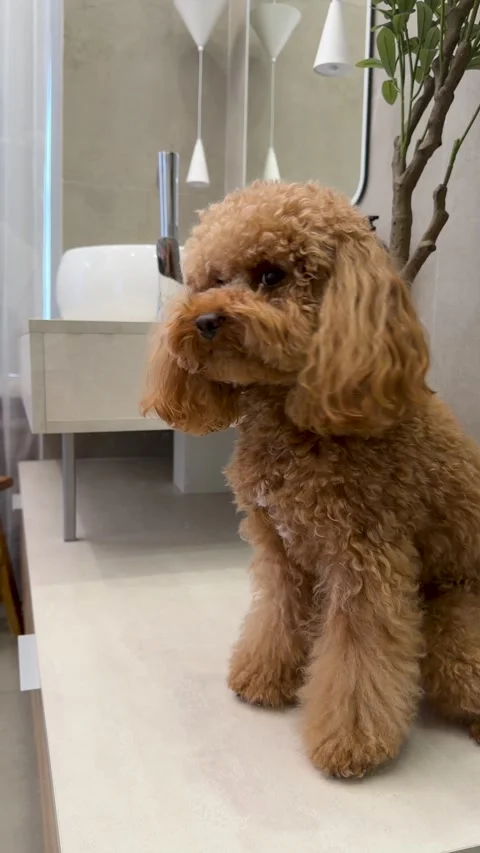 A small, fluffy dog sitting and looking around in a calm and curious manner on Stock Footage 343770198