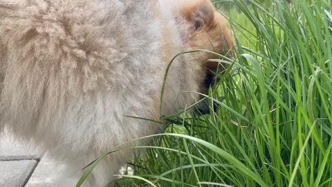 Small fluffy dog sniffs the tall green grass, nose moves in different directions Stock Footage 313347054