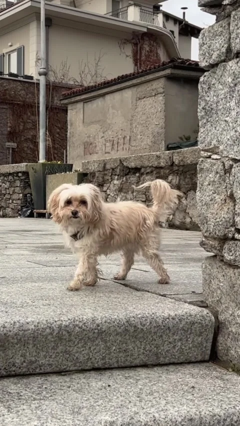 Small fluffy dog suddenly jumping from stone wall in slow motion, vertical video Stock Footage 328724085