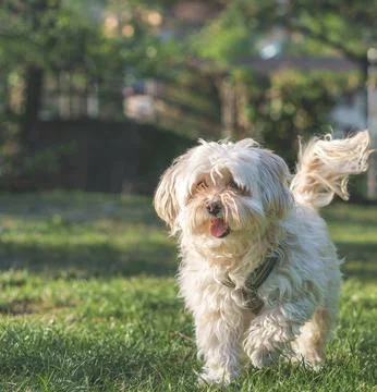 Small fluffy dog walking on grass enjoying nature Stock Photos