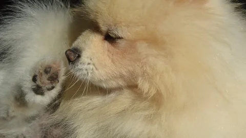 A small fluffy dog washes his face. german pomeranian licks paws. a pet. Stock Footage 251719425