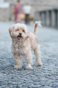 Small fluffy dog winking on cobblestone street Foto stock