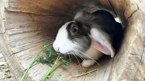 Small fluffy eared rabbit eating young green grass close-up, Easter Bunny, sit Stock Footage 246927243