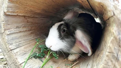 Small fluffy eared rabbit eats young green grass close-up, Easter Bunny Stock Footage 246926875
