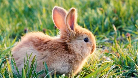 A small fluffy eared rabbit sits on a green meadow and eats young green grass Stock Footage