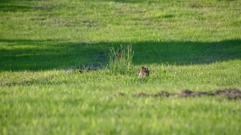 A small fluffy eared rabbit sits on a green meadow and eats grass Stock Footage 155224119