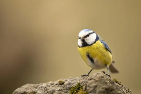 Small fluffy eurasian blue tit (Cyanistes caeruleus) sits on a bush branch in Stock Photos