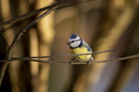 Small fluffy eurasian blue tit (Cyanistes caeruleus) sits on a bush branch in Stock Photos