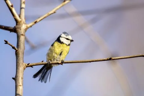 Small fluffy eurasian blue tit (Cyanistes caeruleus) sits on a bush branch in Stock Photos