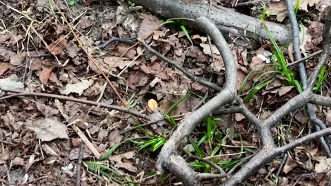 Small fluffy field mouse eating cookie in forest leaves. Hungry rodent in wood Stock Footage 201330803