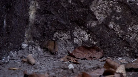 Small fluffy field mouse.Lunar horoscope sign 2020 Stock Footage 120253335