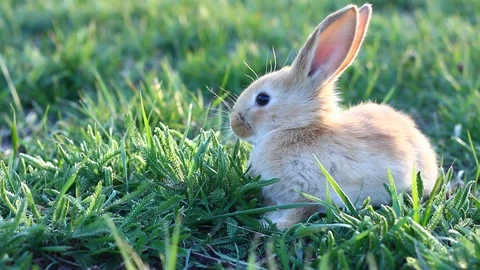 Small fluffy Stock Footage 127376557