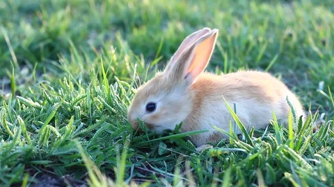 Small fluffy Stock Footage 127376685