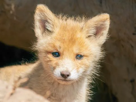 Small fluffy fox looking out of hole close-up Stock Photos