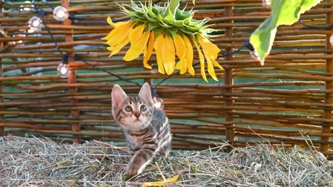 Small fluffy funny kitten, cat plays with a yellow sunflower on the street Stock Footage 206814539
