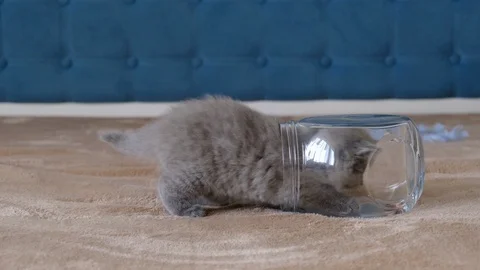A small, fluffy, gray kitten crawls into a glass jar. Stock Footage 119993484