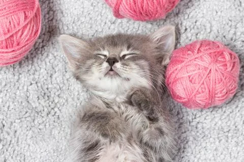 A small fluffy gray kitten sleeps with pink balls of yarn top view. Stock Photos