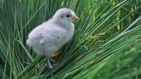 Small fluffy gray newborn chick stands on the green grass in the farm. Stockbeeldmateriaal 196161474