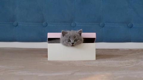 A small, fluffy, grey kitten comes out of a gift box. Stock Footage 120043513