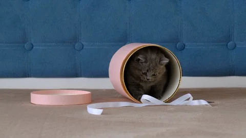 A small, fluffy, grey kitten plays in a pink gift box. Video stock 119995315