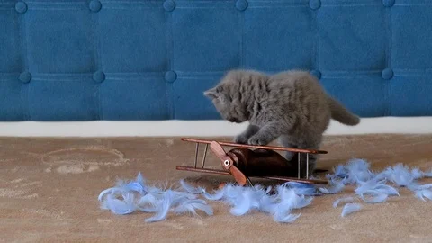 A small, fluffy, grey kitten plays with a toy wooden self. Stock Footage 119996383