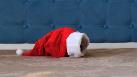 A small, fluffy, grey kitten plays with a red New Year 's cap. Stock Footage 120044596