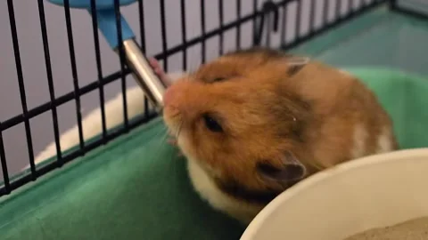 Small fluffy hamster drinking water from a bottle in cage Stock Footage 261772122