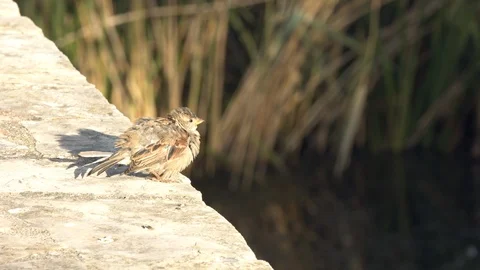 Small fluffy House Sparrow bird perched on a bridge- Close up 4k Stock Footage