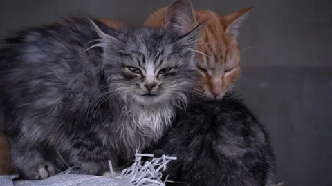 Small Fluffy Hungry Kitten Meows and Cries Close-up Vídeo Stock 229488171