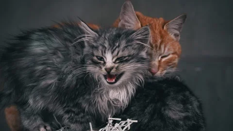 Small Fluffy Hungry Kitten Meows and Cries Close-up Stock Footage 229626637